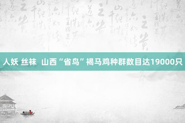 人妖 丝袜  山西“省鸟”褐马鸡种群数目达19000只