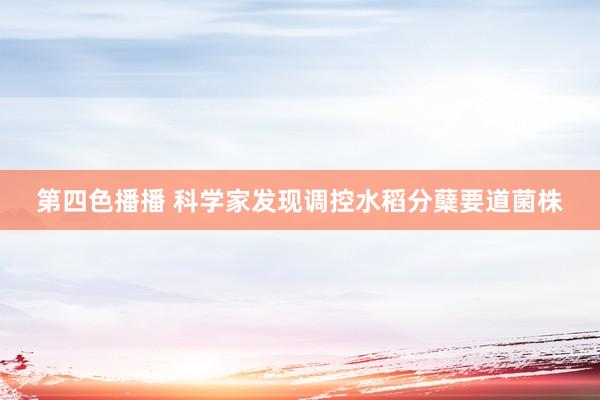 第四色播播 科学家发现调控水稻分蘖要道菌株